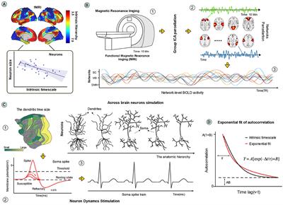 Dendrites contribute to the gradient of intrinsic timescales encompassing cortical and subcortical brain networks